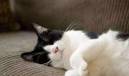 娱乐吃瓜酱三花猫的魅力
