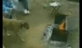 喵狗搞笑视频集锦