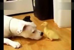 喵狗搞笑视频集锦