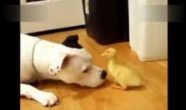 喵狗搞笑视频集锦