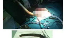 黄鳝的女主播视频直播,揭秘网络直播界的另类魅力