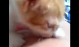 喵狗搞笑视频集锦