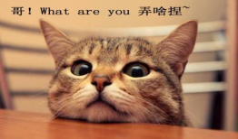娱乐吃瓜酱三花猫的魅力