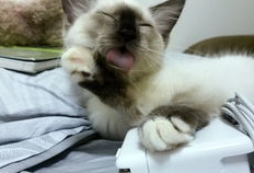 娱乐吃瓜酱三花猫的魅力