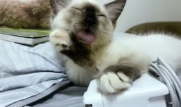 娱乐吃瓜酱三花猫的魅力
