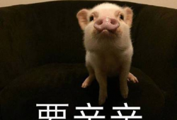 猪怀孕表情包,萌态可掬，趣味横生